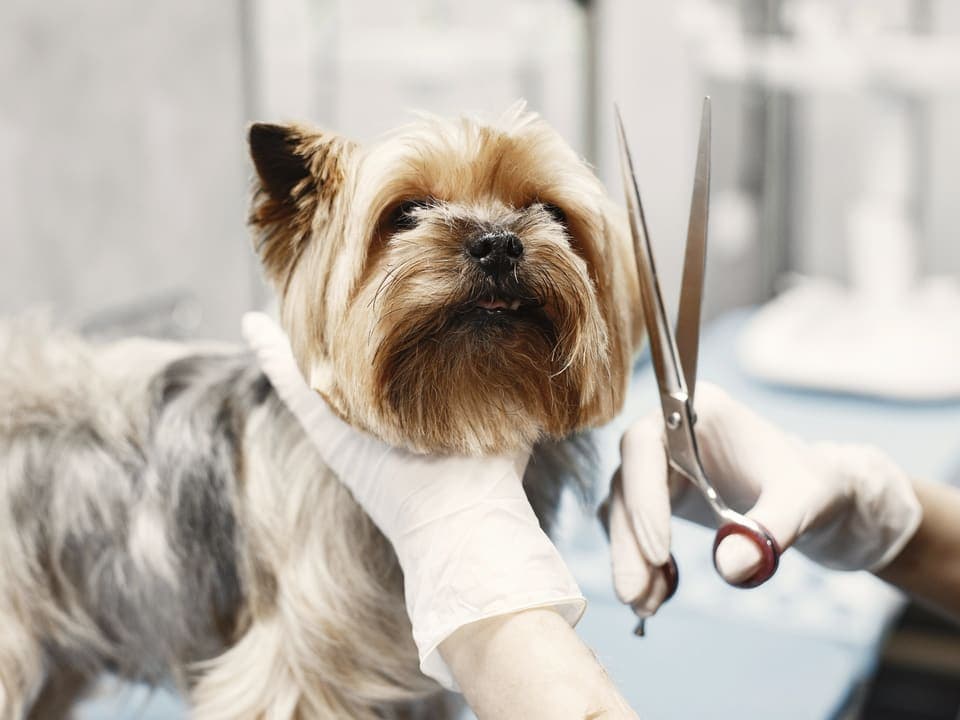 Μικρός σκύλος σε τραπέζι grooming, με ψαλίδι σε χέρι με γάντι δίπλα του